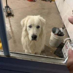 Meet your Posher, Tara